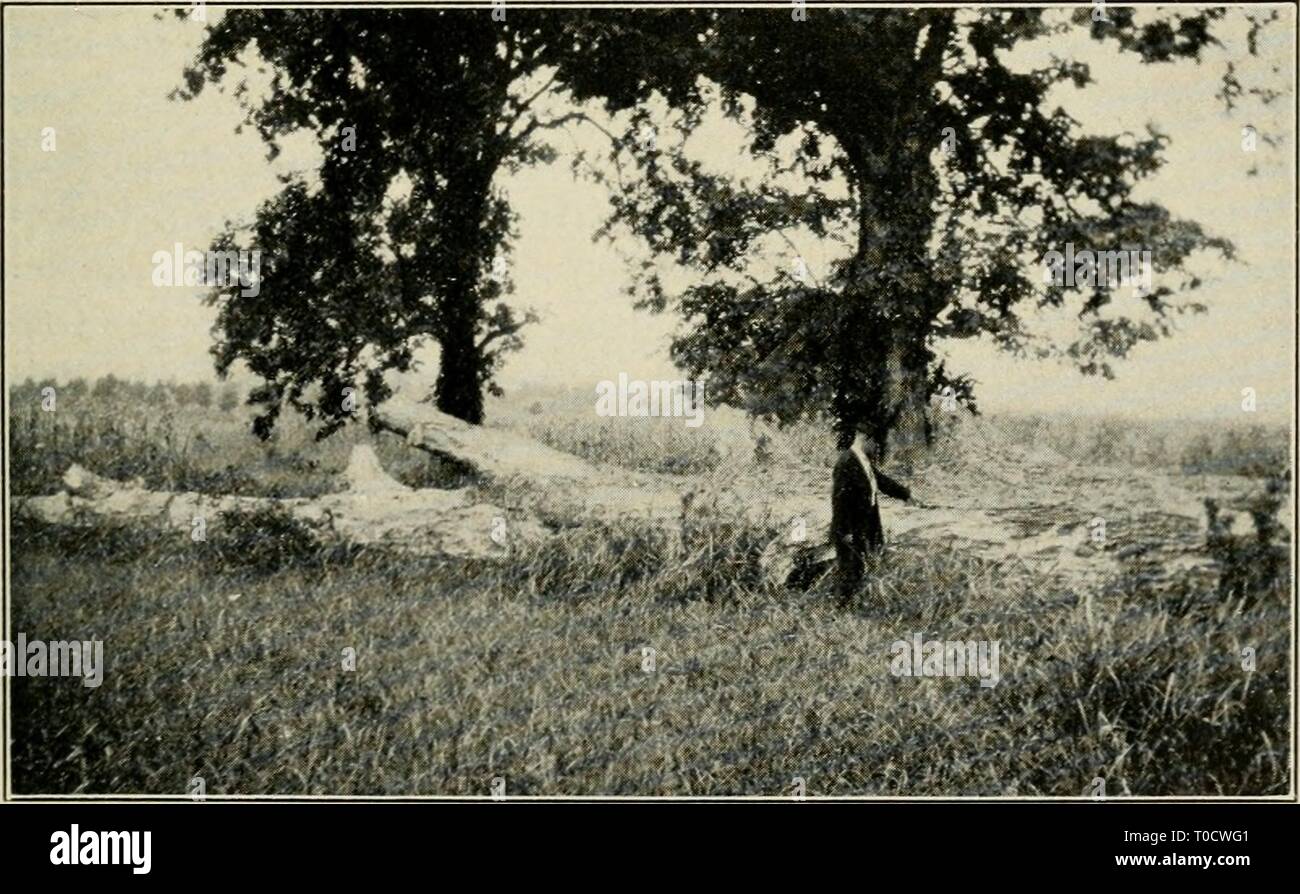 Ökonomische Botanik von Alabama (1913-1928) Ökonomische Botanik von Alabama economicbotanyof 12 Harfe Jahr: 1913-1928. Abb. 22. Zwei pecan Bäume, vermeintliche Reste der ursprünglichen Wald, in Dunkelbraun Lehmböden in den schwarzen Gürtel, etwa auf halbem Weg zwischen Marion und Uniontown, Perry County. September 25, 1924. Die Größte hatte einen Trunk 38 Zoll im Durchmesser. Der andere hatte nicht lange zuvor vom Blitz getroffen. Abb. 23. Angeblich native Pecan Bäume in Walker's unten, über zwei und halb Meilen westlich von Uniontown, in Marengo County, witii einen gefallenen Stamm der gleichen Spezies ungefähr vier Fuß im Durchmesser Stockfoto