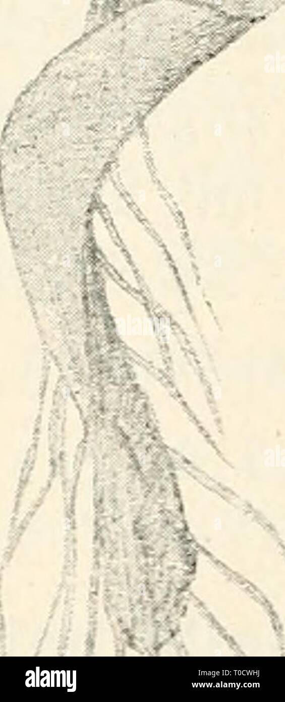 Dr L Rabenhorst der Kryptogamen-Flora von Dr. L. Rabenhorst der Kryptogamen-Flora von Deutschland, Oesterreich und der Schweiz drlrabenhorstskr 0601 rabe Jahr: 1906 322 Riella. /Abb. 196. Riella helicophylla. Spore, Vergr. ^^'/i-gedrehte Achsel herumgelegt, links und rechts oft kleine lanzettliche Blattschuppen. Anthe - ridienstände modalverbs sich mehrmals wiederholen, einige aber in einer Reihe am Scheitel der Pflanze. Hüllen der Sporogone eiförmig, etwas Varna - spitzt. Sporen dicht mit langen, Ihr Browser kann leider keine eingebetteten Frames anzeigen ange- schwollenen, Dp abgestutzten und bin Ende schüsseiförmig vertieften Stacheln i^rK/-1 besetz Stockfoto