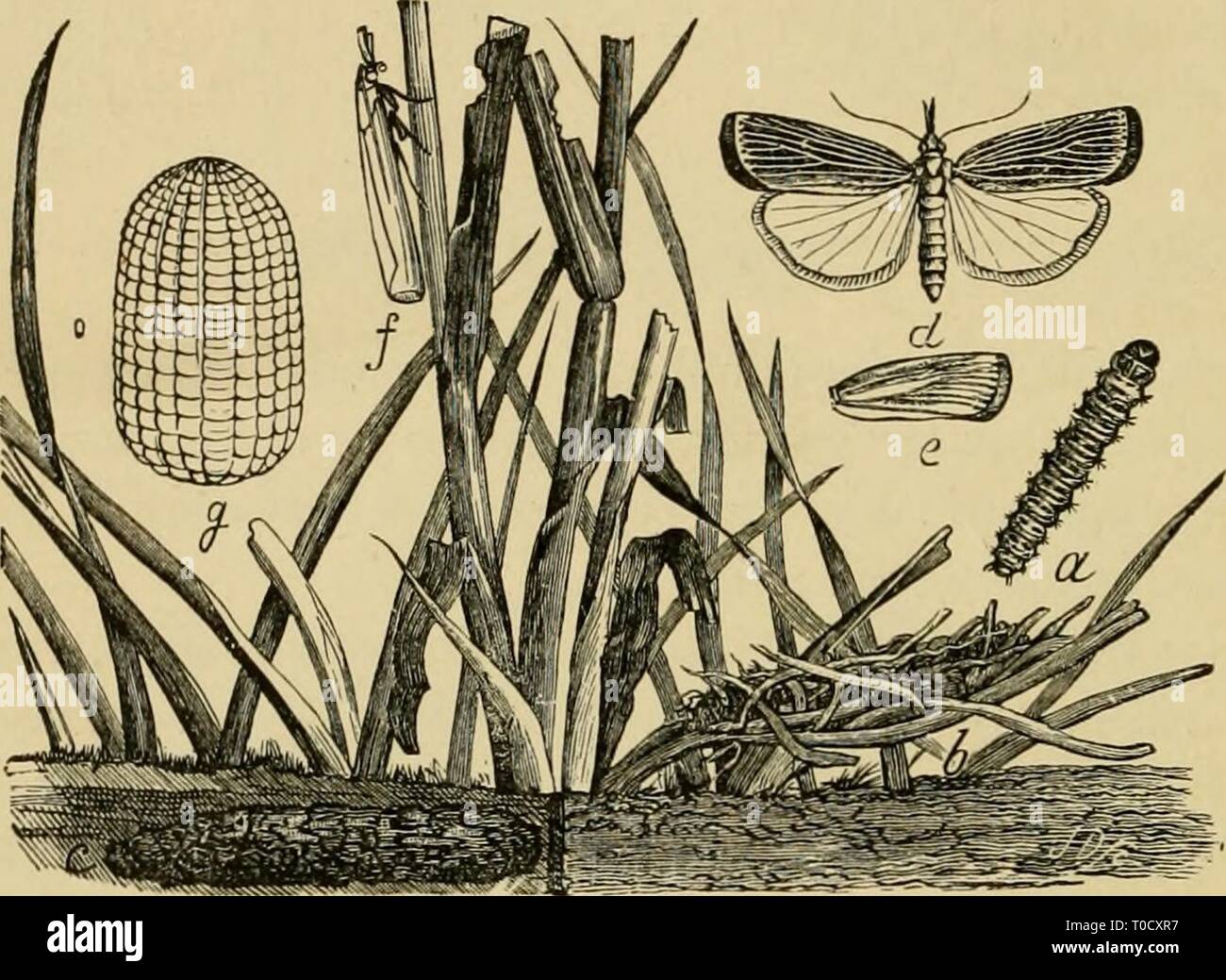 Ökonomische Entomologie für den Landwirt wirtschaftliche Entomologie für den Landwirt und der Obstbauer, und für die Verwendung als Text-Buch in der landwirtschaftlichen Schulen und Hochschulen; economicentomol 00 smit Jahr: 1906 3 i6 A A "wirtschaftliche Entomologie. Ein sehr neugieriger Art ist die Galleria melonella, oder 'Biene - Moth', die Bienenstöcke infests und Feeds auf Wachs. Eine Brut dieser Raupen Manchmal dringen in einen Bienenstock und Bohrung in das Wachs aus der Sicht der Bienen, sie häufig demoralisiert, dass sie ihr Zuhause verlassen, scheinbar nicht in der Lage, eine Art des Umgangs mit dieser Art von Feind zu finden. In den letzten Arten von hiv Stockfoto