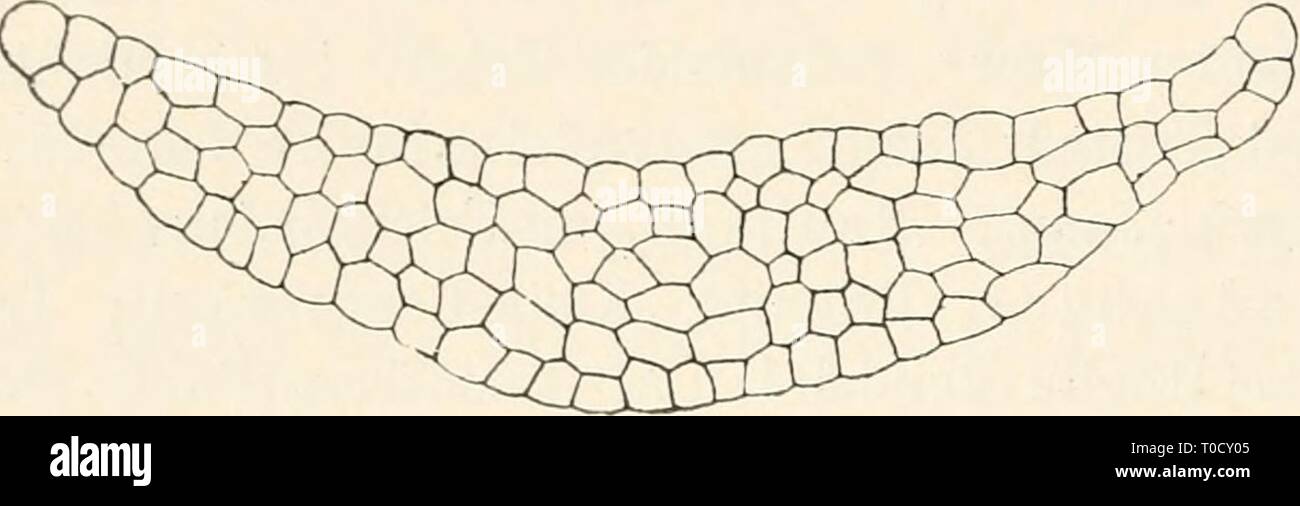 Dr L Rabenhorst der Kryptogamen-Flora von Dr. L. Rabenhorst der Kryptogamen-Flora von Deutschland, Oesterreich und der Schweiz drlrabenhorstskr 0601 rabe Jahr: 1906 334 Aneura. Zweihäusig. Hygrophyt. Wohl die kleinste ein-h (m m i s c h e Aneura. T h a II u s Hellgrün, 1 - 2 cm lang, sehr zierlich. s c h m a1 h a n d f ö r m i g, mit überall gleich breiten, langen, ge- wöhnlich rechtwinkelig abstehenden, eine Höhle beschließen den herzförmig einge-schnittenen Ästen, gar nicht oder gewöhnlich einfach ge-"^r!&gt;^r^^^ Stockfoto