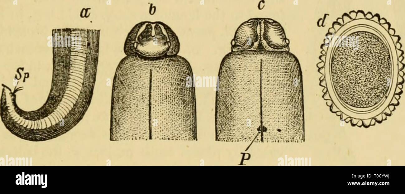 Elementare Lehrbuch der Zoologie, allgemeine Elementare Lehrbuch der Zoologie, Allgemeiner Teil und Besonderer Teil: protozoen elementarytextbo 00 clau Jahr Insecta: 1892 KEMATODA. 351 Die seitlichen Flächen werden der beweglichen Tier. Die meisten JSfematoda sind parasitäre, sondern führen ein selbständiges Leben in bestimmten Phasen ihrer Geschichte. Zahlreiche kleine Nematoda, sind jedoch nie parasitäre, sondern leben frei in Süß- und Salzwasser und in der Erde. Einige parasitäre Nematoden sind in Pflanzen z.b. Anguillula tritici, Dipsaci usw.; einige leben in verfallenden pflanzlichen Stoffen, z. B. den Essig Wurm in fermentin Stockfoto