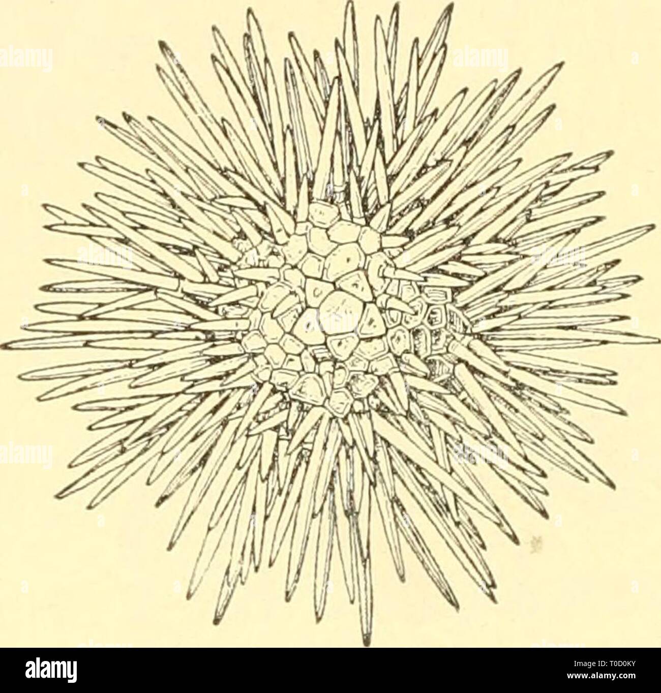 Elementare Biologie; eine Einführung in die elementare Biologie; eine  Einführung in die Wissenschaft des Lebens elementarybiolog 00 grue Jahr:  1924 346 elementare Biologie In vielen Pflanzen der äußeren Oberfläche der  Blätter oder