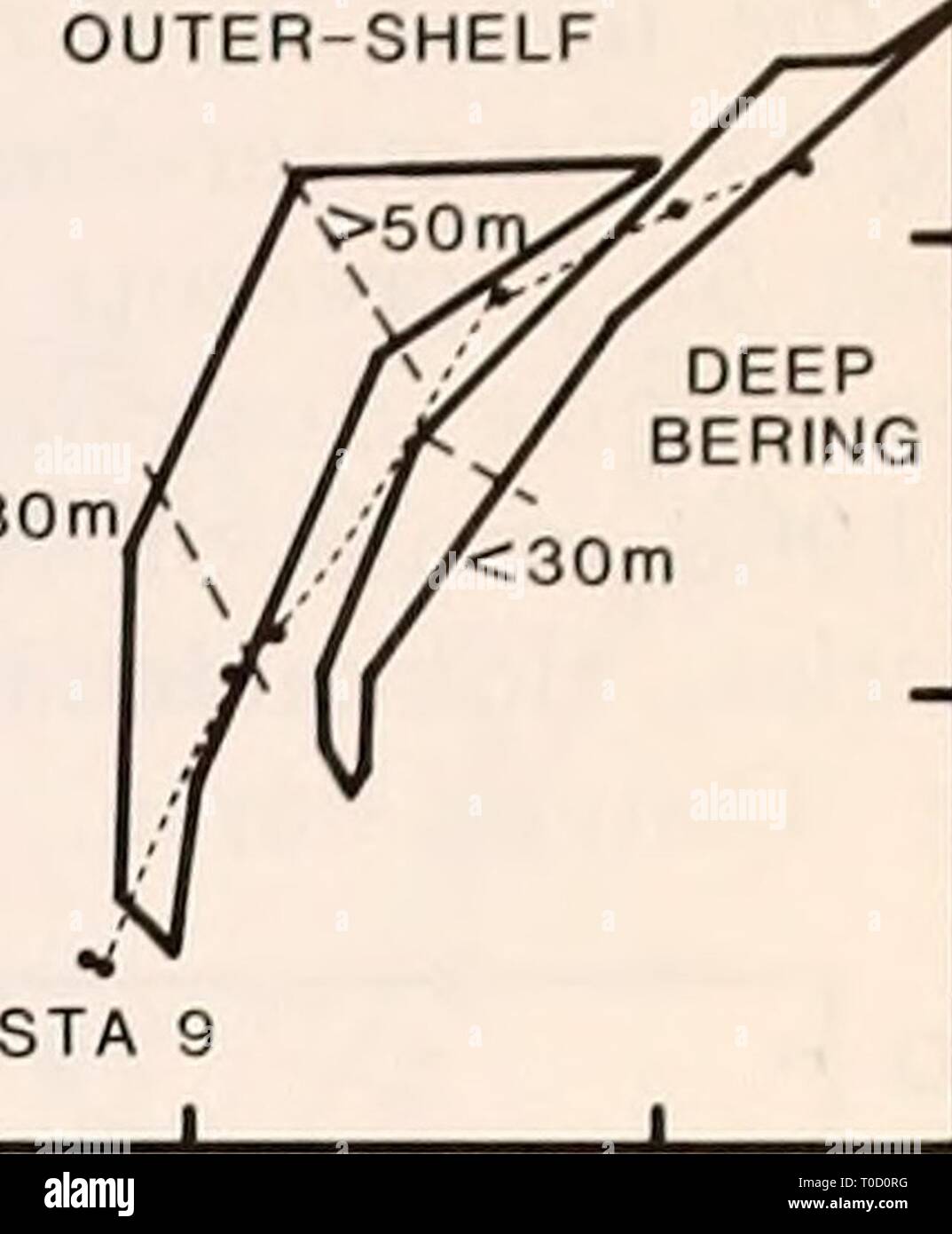 Die östliche Beringmeer Regal der Östlichen Beringmeer Regal: Ozeanographie und Ressourcen/von Donald W. Haube und John A. Calder easternberingsea 00 Haube Jahr bearbeitet: 1981 O) 3 2 4) Â £ O. Es) o - c1 o. 31.0 31.5 B MITTE REGAL KÜSTEN-- fOOm 32,0 32,5 33,0 31,0 31,5 die Salinität o 32,0 32,5 Salzgehalt o 33,0 30 J 20 0) 10 - OUTE KÜSTEN Stockfoto