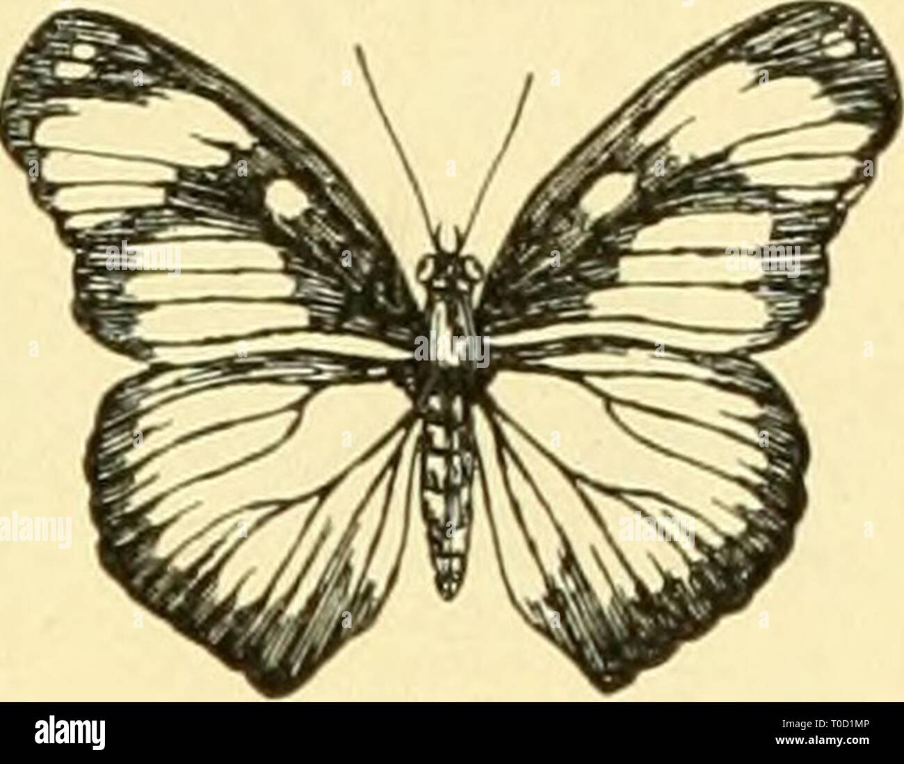 Elementare Biologie; eine Einführung in die elementare Biologie; eine Einführung in die Wissenschaft des Lebens elementarybiolog 00 grue Jahr: 1924 Stockfoto