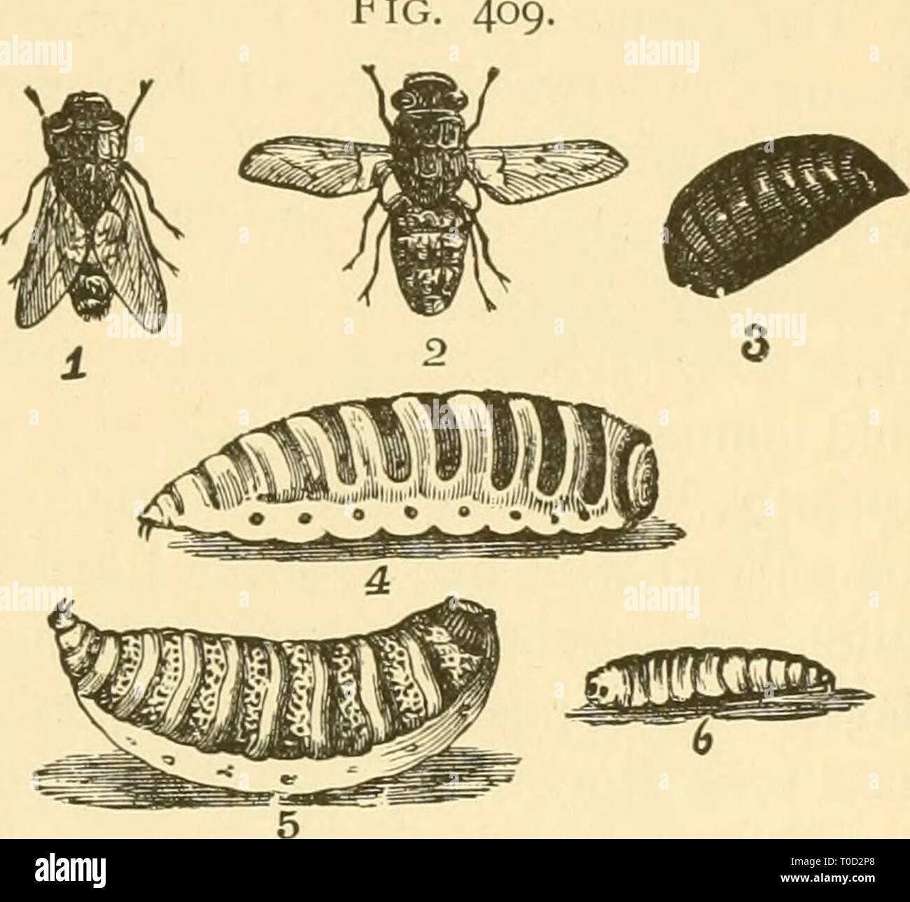 Ökonomische Entomologie für den Landwirt wirtschaftliche Entomologie für den Landwirt und Winzer economicentomolo01 smit Jahr: 1906 das Insekt der Welt. 353 Abb. Form der Krankheit als taggers', die manchmal extrem zu Herden destruktive bekannt. Aus dieser Beschreibung der hfe-Geschichten, so kurz, es scheint, dass sich unsere Bemühungen, um Verletzungen zu vermeiden, müssen in der Verwal- Folgen der Prävention. Im Vergleich zu den Arten, die zuerst in den Mund genommen werden, die mechanischen Möglichkeiten zu verhindern, dass ein Pferd oder Ochse von Lecken jeder Teil des Körpers wird sich ausreichende; oder häufiges Bürsten-ing im Le wird Stockfoto