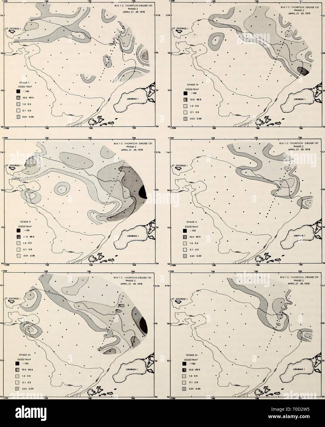 Die östliche Beringmeer Regal der Östlichen Beringmeer Regal: Ozeanographie und Ressourcen/von Donald W. Haube und John A. Calder easternberingsea 00 Haube Jahr bearbeitet: 1981 R/vrC THOMPSOA/CRUISE 131 PHASE 2 APRIL 21 29.1978 Abbildung 59-5. Verteilung der Walleye pollock Eier in der Oberflächenschicht von Entwicklungsstadium in Phase 2, April 21-29, 1978. 1000 Stockfoto