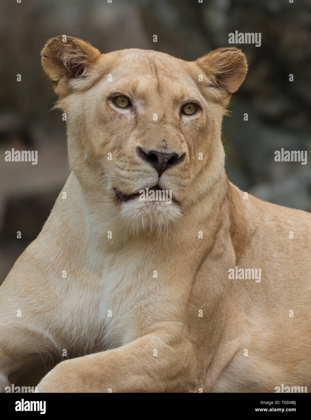 Löwe Panthera leo Portrait Close-up schaut in Richtung der Kamera Stockfoto