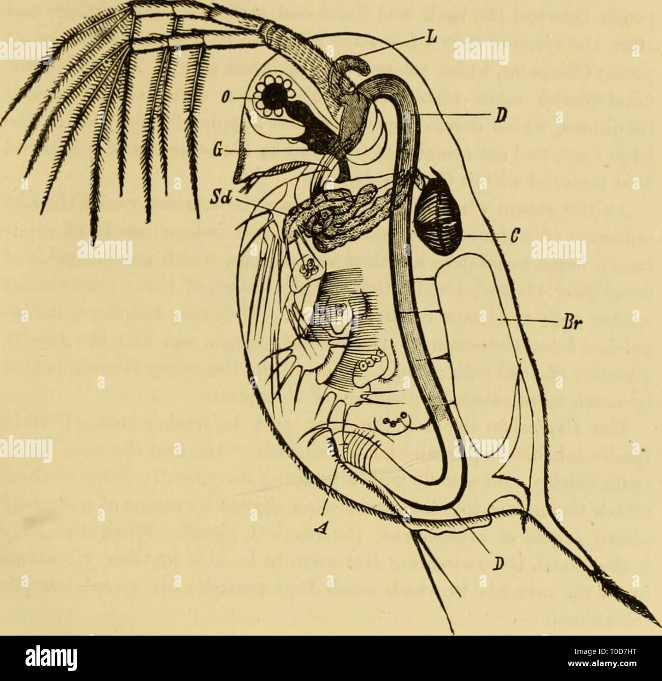 Elementare Lehrbuch der Zoologie, allgemeine Elementare Lehrbuch der Zoologie, Allgemeiner Teil und Besonderer Teil: protozoen elementarytextbo 00 clau Jahr Insecta: 1892 rUTLLOPODA. CLADOCEIJA. 421 Rohre von der Seite der Speiseröhre. In den Eierstöcken Gruppen von vier Zellen getrennt sind; eine Zelle für jede Gruppe wird eine Eizelle, während der Rest als nährwert- und Zellen für die Ernährung der ovTim, die in der Größe erhöht und absorbiert Fettkügelchen beschäftigt sind. Der Fruchtknoten ist direkt kontinuierliche Awith die Eileiter, die Dorsal unter der Shell öffnet sich in der Brut-Tasche. Der Hoden, wie die eierstöcke, liegen Stockfoto