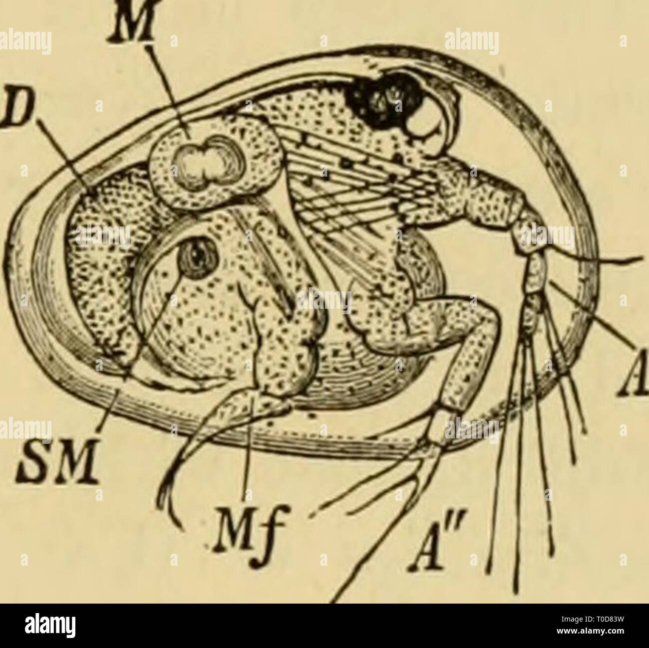 Elementare Lehrbuch der Zoologie, allgemeine Elementare Lehrbuch der Zoologie, Allgemeiner Teil und Besonderer Teil: protozoen elementarytextbo 00 clau Jahr Insecta: 1892 OSTEACODA. 427 darstellen. Neben einem großen copulatory Organ, die Dex-ived aus einem modifizierten Paar Anhängseln und oft besitzt eine sehr befinden- Struktur, ist immer vorhanden. Die männlichen Geschlechtsorgane bestehen auf beiden Seiten von mehreren längliche oder kugelförmige Hoden, Samenleiter und der copulatory Organ; Cypris die Präsenz in einer sehr eigenartigen gepaart mit Schleimhäuten Drüse und die Größe und die Form der Spermien scheinen, würdig zu sein, Stockfoto