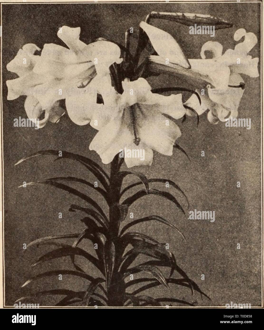 Dreer der Großhandel Preisliste Dreer der Großhandel Preisliste/Henry A. Dreer. dreerswholesalep 1912 dree Jahr: LILIUM CANDIDUM LILIUM LONGIFLORUM FORMOSUM LILIEN Ostern 1914 kommt 12. April Lilium Candidum. (Madonna oder Verkündigung Lilie). Es gibt eine steigende Nachfrage für dieses schöne Lilie und wir eine zusätzliche Menge der besten Lampen erhältlich, die alle in den Norden von Frankreich und von viel besserer Qualität als die, die aus dem Süden von Frankreich angebaut. Pro 100 Pro 1000 ausgewählten Glühlampen 6 $ 00 $ 50 00 Zusätzliche ausgewählte Lampen 7 00 60 00 iVIammoth oder Monster Glühlampen 8 50 75 00 Lilium Harrisii. Stockfoto