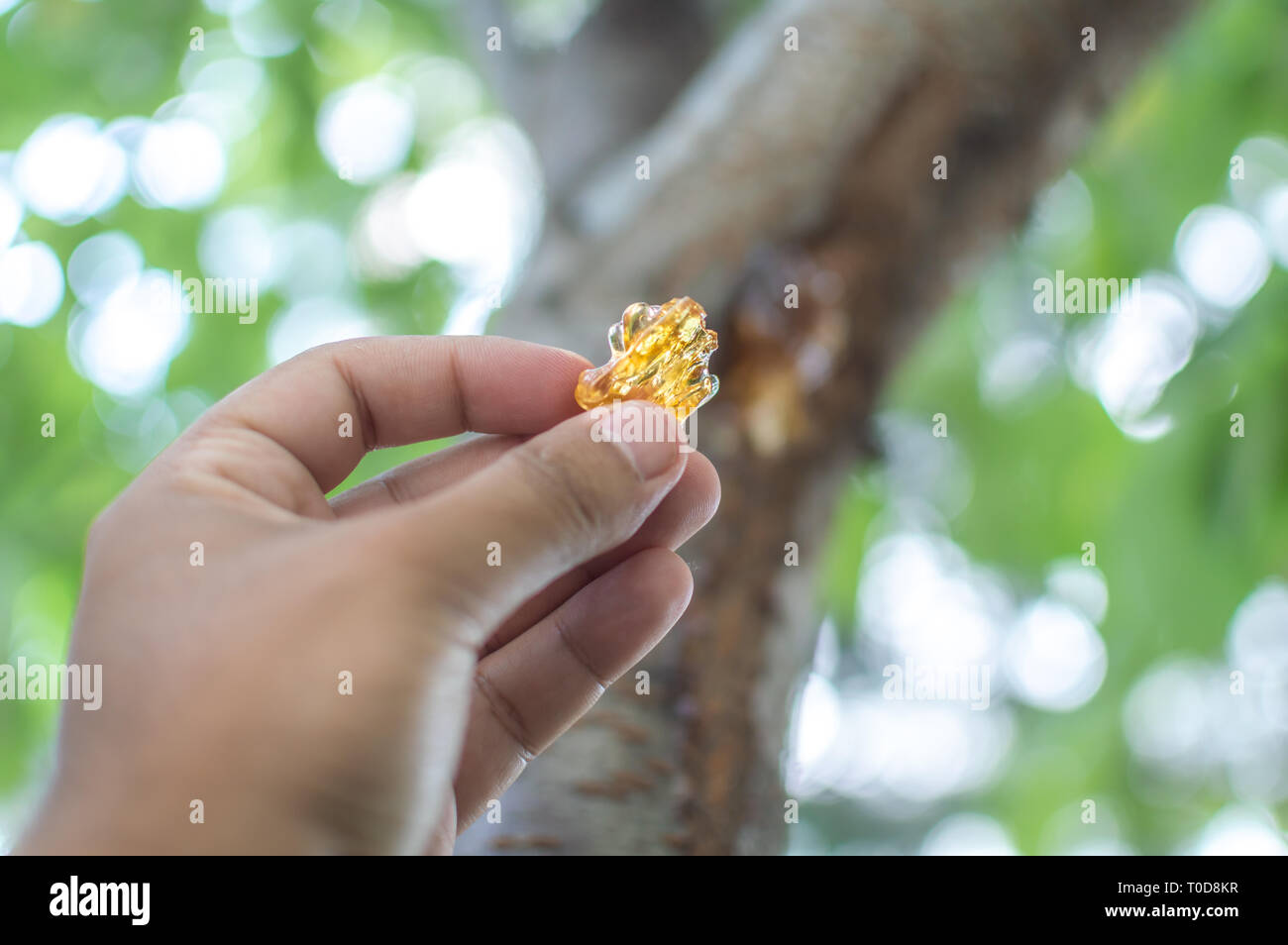 Eine Person zupfen Harzen Gummi sap aus der Rinde eines cherry tree flache Tiefenschärfe Stockfoto