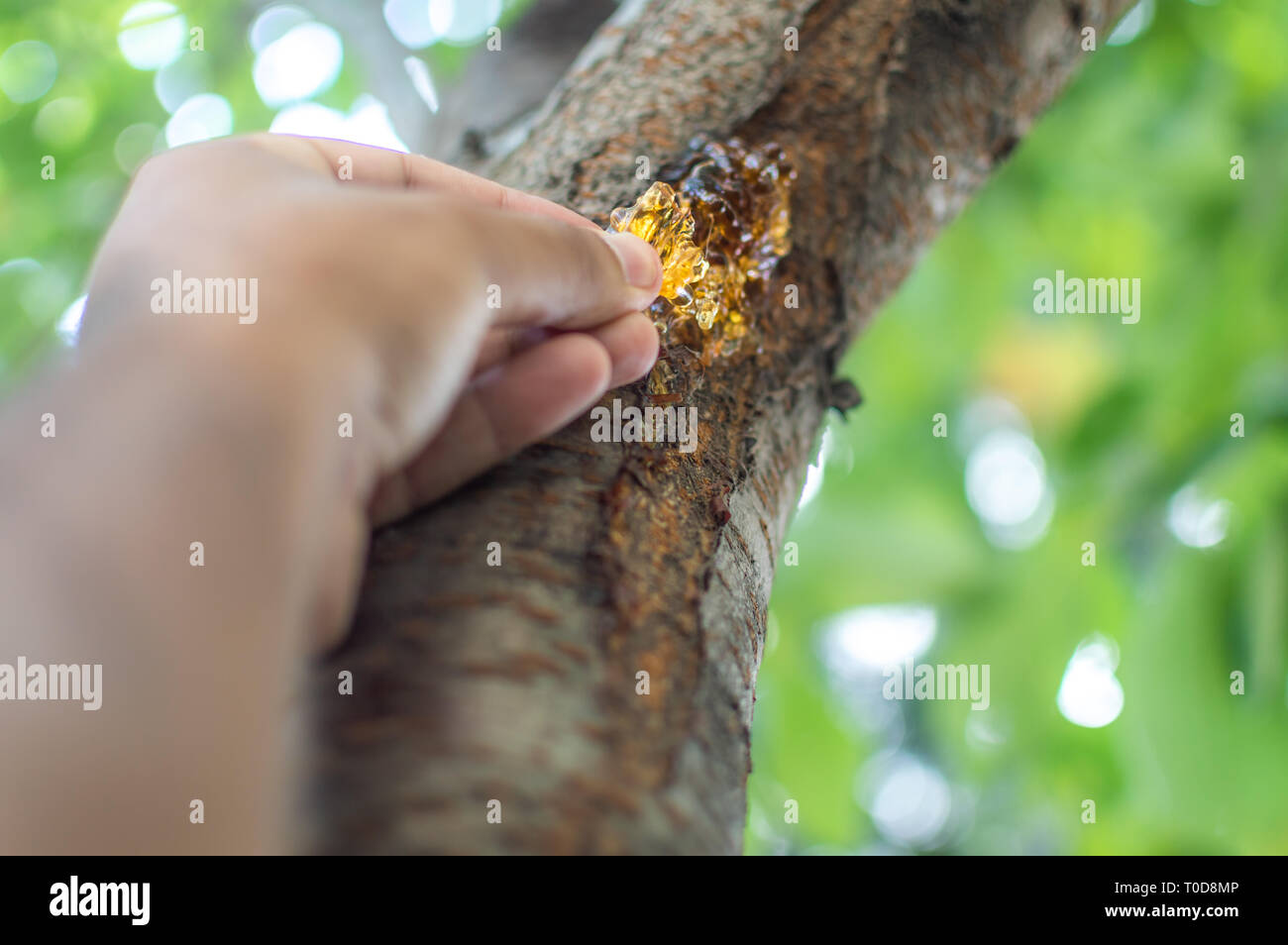 Eine Person zupfen Harzen Gummi sap aus der Rinde eines cherry tree Stockfoto