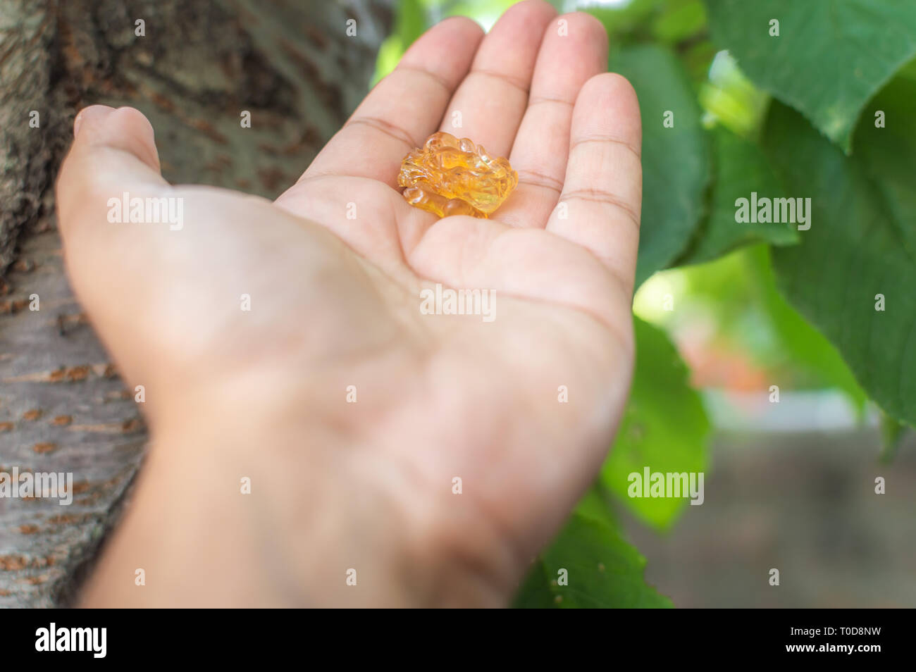 Eine Person, die mit Harzen Zahnfleisch sap frisch von einem Kirschbaum Rinde ausgerissen Stockfoto