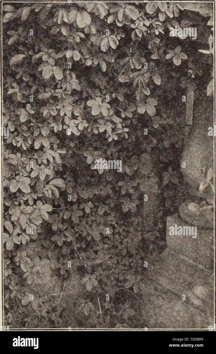 Dreer's Garten Buch Henry Dreer's Garten Buch/Henry A. Dreer. dreersgardenbook 1931 dree Jahr: ampelopsis ich Actinidia arguta (Die silberne Reben). Eine sehr wünschenswerte Hardy japanische Bergsteiger von starken Wachstumskurs mit dunkelgrünen, glänzenden Laub, und grünlich-weiße Blumen mit lila Zentren, die von Clustern von genießbare Früchte der Bild-ähnlichen Geschmack gefolgt sind. Eine exzellente Anlage für die Dorne, Gitter, etc., in denen eine schnelle und dichtes Wachstum gewünscht wird. Starke Pflanzen, $ 1,00. Chinensis. Eine seltene Kletterer mit großen Orbicular Laub dunkelgrün auf der oberen Fläche, dicht Tomentose werden Stockfoto