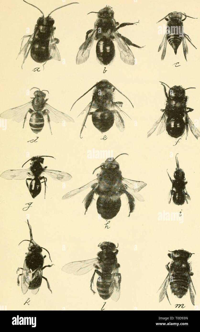 Ökonomische Entomologie für den Landwirt wirtschaftliche Entomologie für den Landwirt und Winzer economicentomolo01 smit Jahr: 1906 Abb. 464. Eine Platte der Bienen.-a, Melissodes bimaculatus; h, Andrena vicina: c, Caelioxys 8-dentata: d, Halictus ligatus: e, Synhalomia atriventris; f, Osmia rustica; g, Andrena erigenicB: h, Melis-sodes Nigripes: i Megachile tnendica; k, Xenoglossa prunina; I, Tachytes mandibularis; m, Megachile latimanus. Alle eher mehr als zweimal in natürlicher Größe. Stockfoto