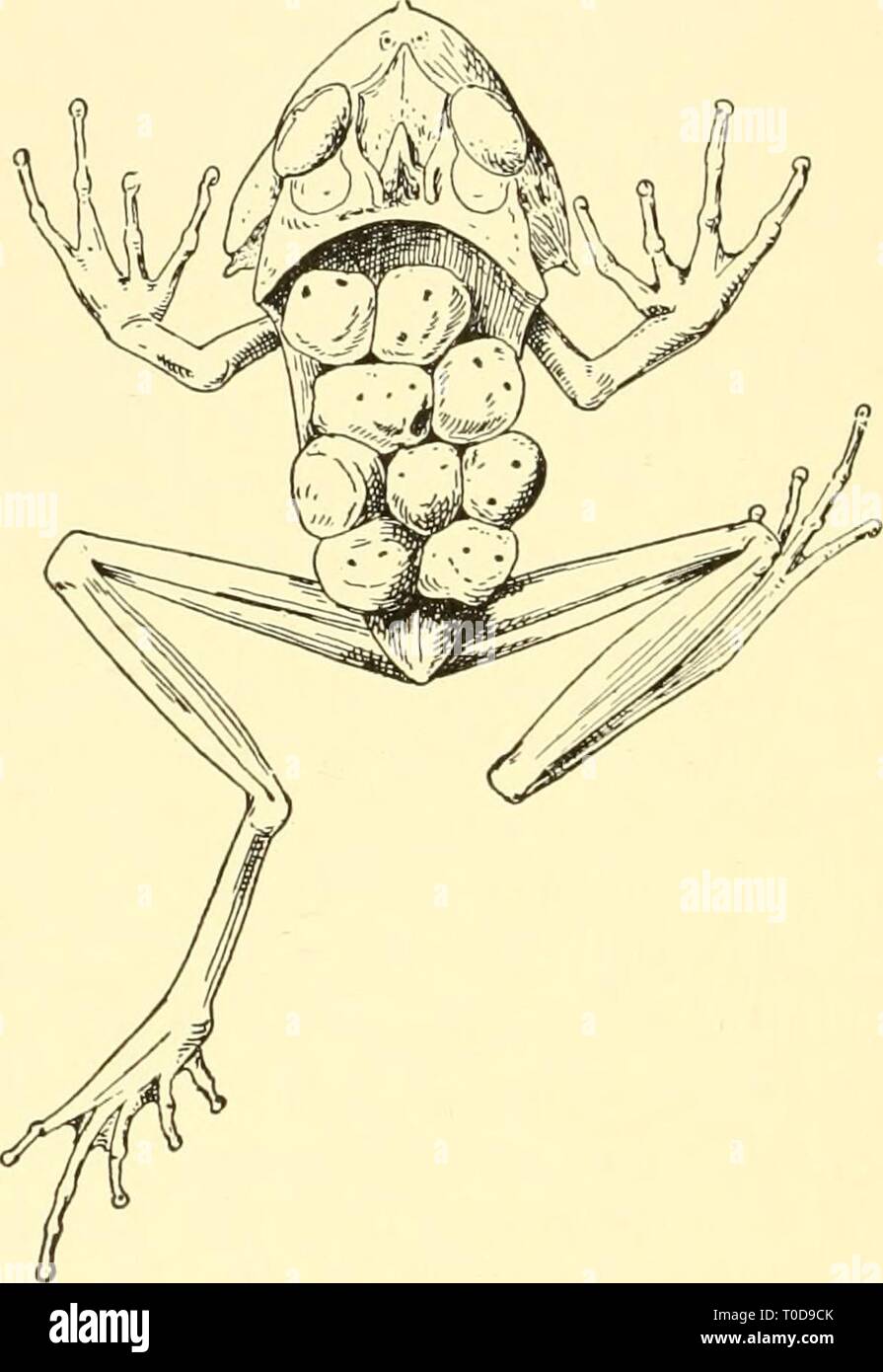 Ökologische tierische Geographie; ein autorisierter, ökologische tierische Geographie; ein autorisierter, umgeschrieben Edition auf Grundlage Tiergeographie in ockologischer ecologicalanimal 00 hess Jahr: 1937 432 LAND Tiere ständig die warme Luft mit Feuchtigkeit gesättigt macht den TROPI-cal Regenwälder ein Paradies für schwanzlose Amphibien; schlanke Formen von vielen Familien sind fast völlig arboreal in Gewohnheit, so sehr, dass Sie nicht absteigen, um ihre Eier im Wasser Kaution als die üblichen Gewohnheit für Amphibien ist. Einige von ihnen, wie Polypedates in der Alten Welt und Phyllomedusa in der Neuen, legen Ihre z. b. Stockfoto