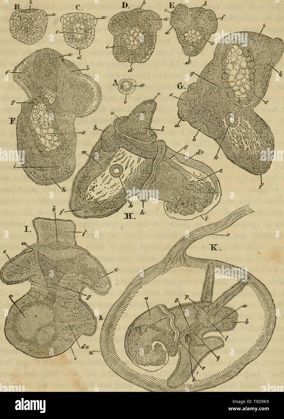 Eine Lektüre im Sterben Konchyliologie; oder eine Lektüre im Sterben Konchyliologie; oder grundzÃ¼ge der Naturgeschichte der Weichthiere einleitungindiek 00 John Jahr: 1853 Eiitwickelung der Weichtliiere. 425 Abb. 77 Â". Haludina Vivipara. Abb. C, IJ, F, II (etwas scliief] UUD ich sind von Ihr Browser kann leider keine eingebetteten Frames anzeigen, E, G und K im Profil ge- sellen. Ãberall bedeutet ein Velum, h, Mund, Magen, d Nach c, d'Darm, e FÃ¼hler,/â Getue, g Schlund,/t ManteJ, ich Schaale, k l Ohr, Auge, m Nerven-Masse, n Ey-llaut, o deren C/ia/AIA-artiger Verbindung, p obere Schlund-Ganglien, q untere Schlund - Ã¼ang-lieu, r sympathischer Nerv, s Deckel, v Stockfoto