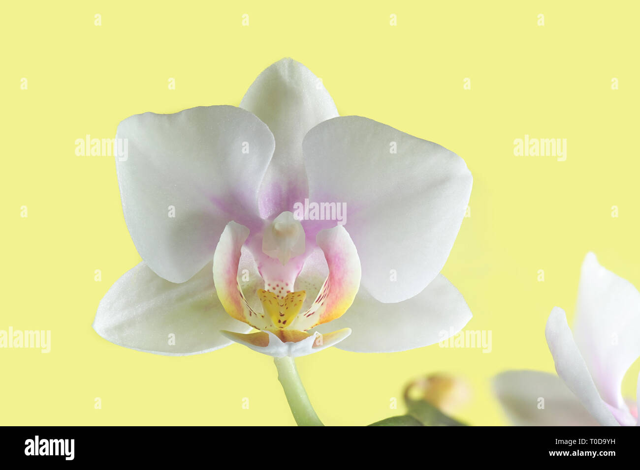 Motte Orchideen auf gelbem Hintergrund Stockfoto