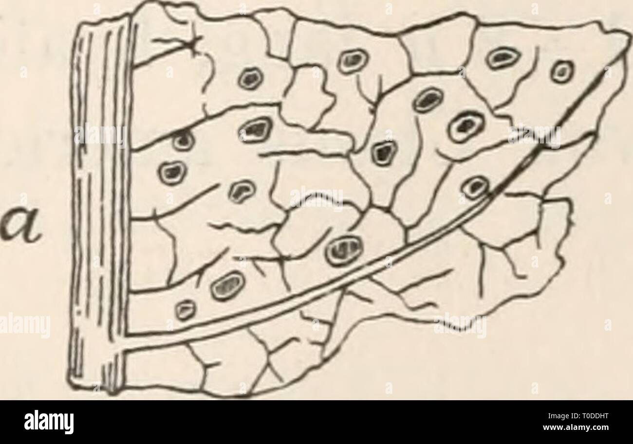 Dr L Rabenhorst der Kryptogamen-Flora von Dr. L. Rabenhorst der Kryptogamen-Flora von Deutschland, Oesterreich und der Schweiz drlrabenhorstskr 0107 rabe Jahr: 1903 Gloeosporium 503 Taocus Taxus 4161. Grl. Taxi (DUBY) Karst et Har. Im Journ. Bot. 1890, S. 361. Sacc., Syll. X. S. 456. Syn. Sphaeria Taxi Duby, Bot. Gall. IL S. 705. Sporenlager in Nummern-oper Biattseiten, Herdenweise, zerstreut oder parallel, hervortretend, gerundet, eiförmig oder verlängert, von der geschwärzten Epidermis bedeckt, dann spaltig geöffnet, mit blasser oder blasser Röthlich-Scheibe, Ca. 0,3 mm im Einspritzdüse; Sporen cylindri Stockfoto