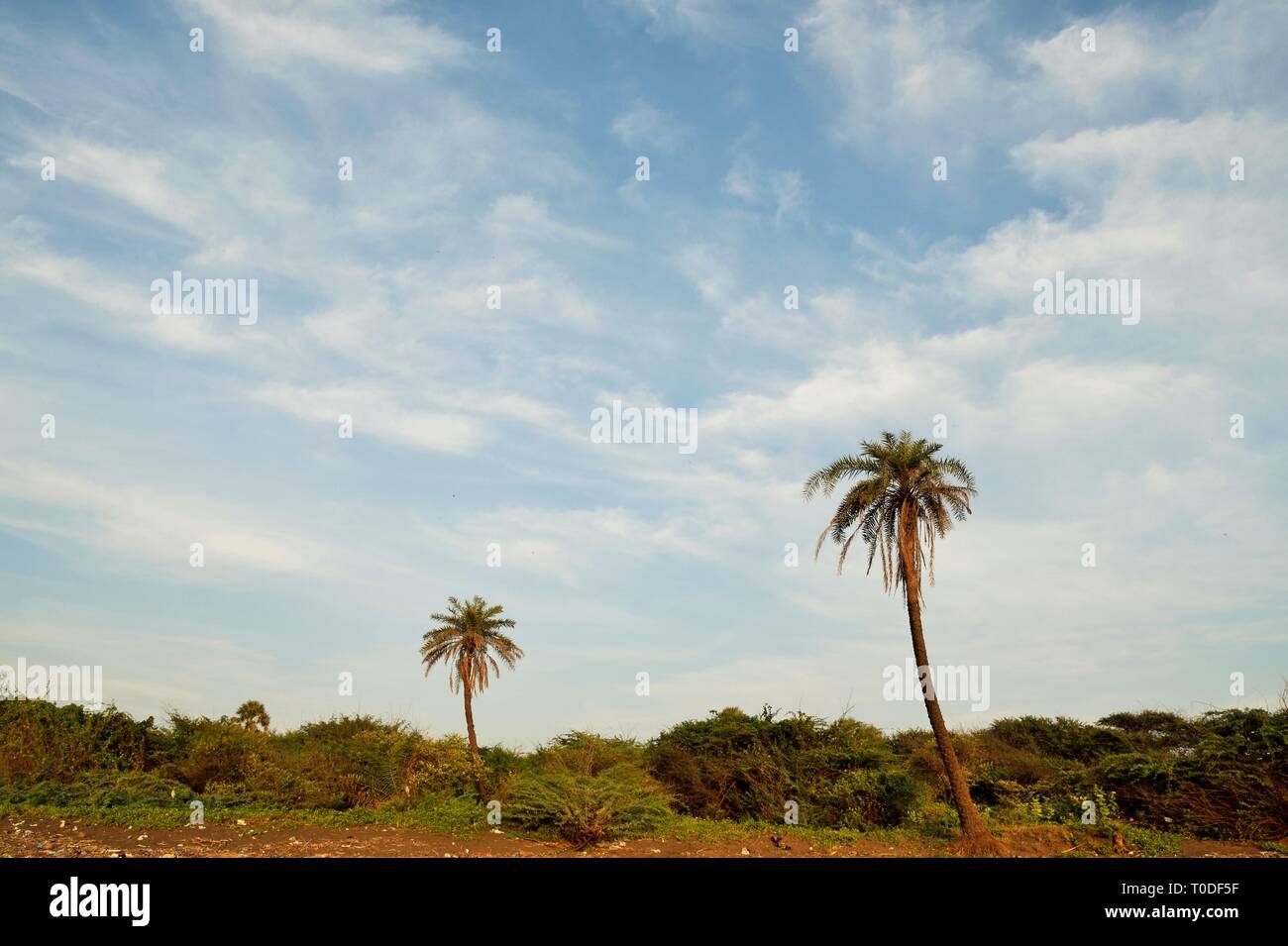 Palmen, Strand, bhagal Valsad, Gujarat, Indien, Asien Stockfoto