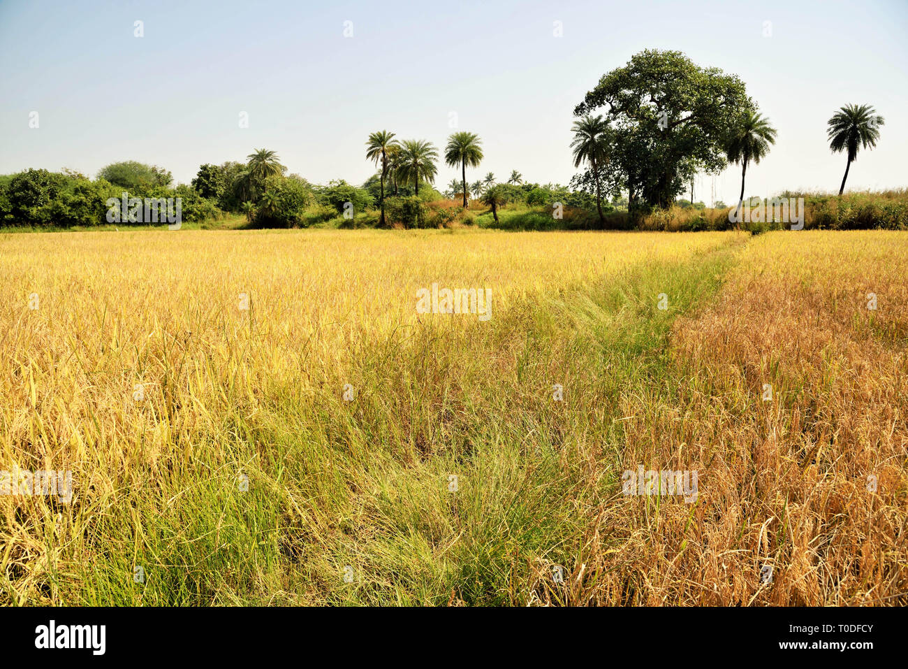 Reisfelder, Chikhla, Valsad, Gujarat, Indien, Asien Stockfoto