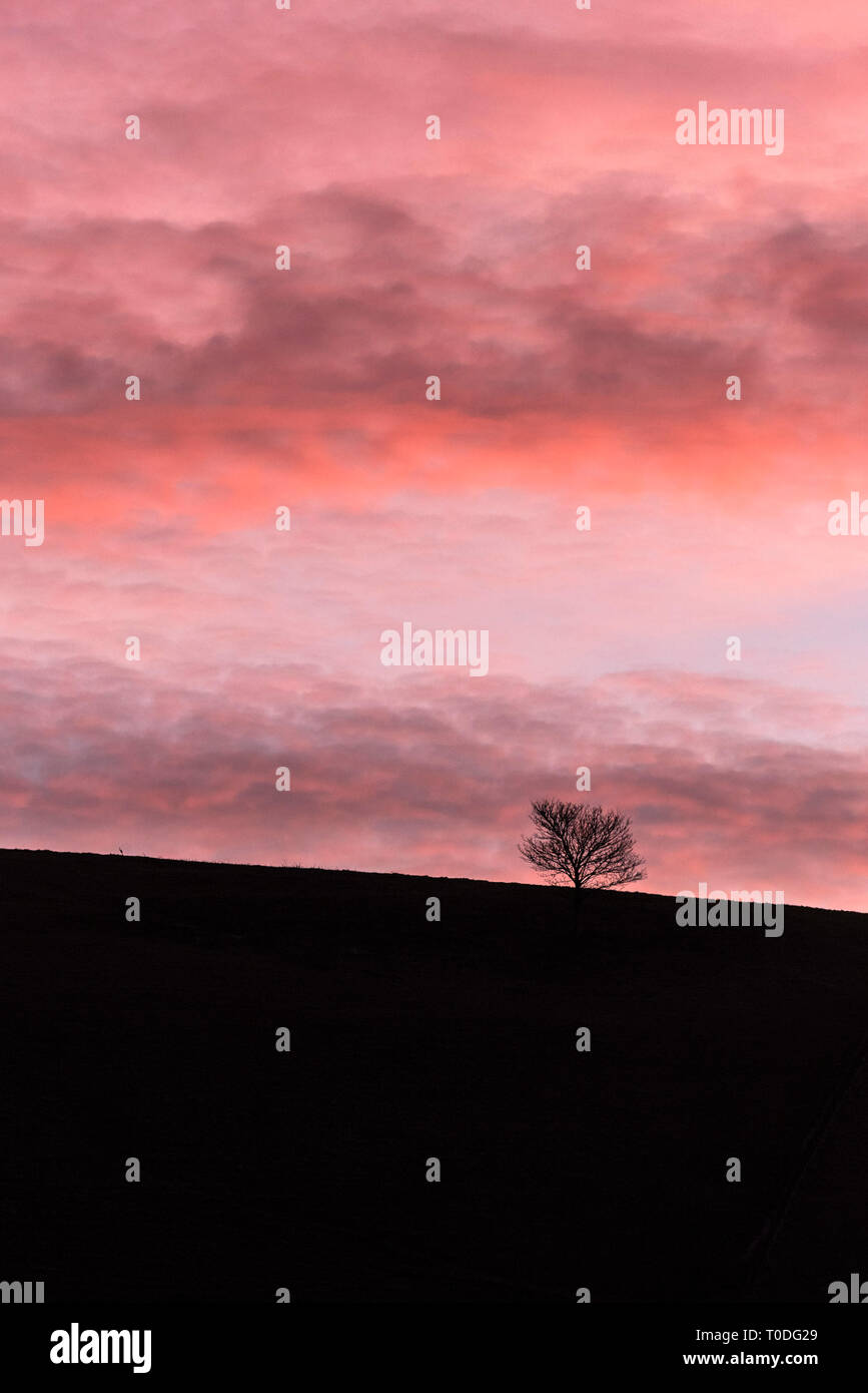 Ein Baum Silhouette gegen die bunte Himmel bei Tagesanbruch in der Dorest Landschaft. Stockfoto
