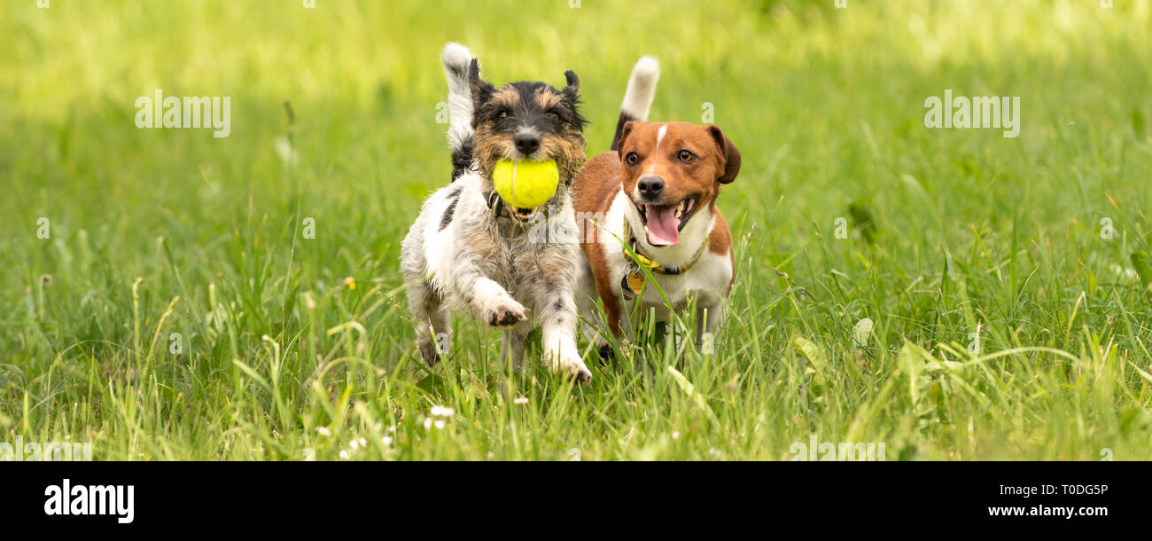 Einige Hunde laufen und spielen mit einem Ball auf einer Wiese - ein süßes Pack von Jack Russell Terrier Stockfoto