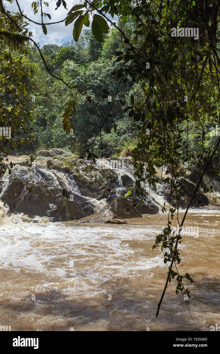 Kleine Flüsse im Dschungel des Kakamega Forest. Kenia, Afrika Stockfoto