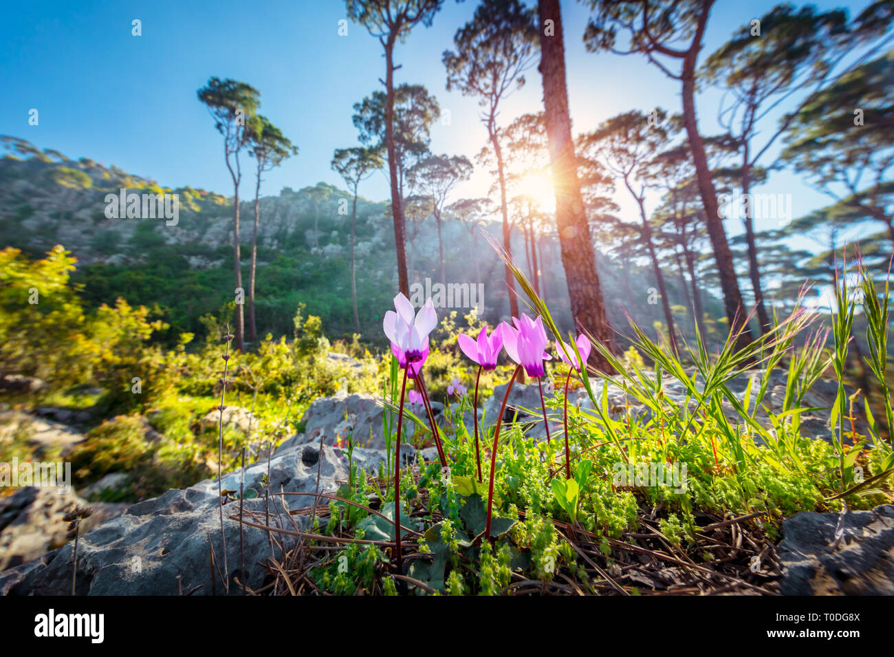 Schöne Landschaft von einer bergigen Zedernwald, erste Frühling Wildblumen in der hellen Sonne Licht, Schönheit der Natur, Libanon Stockfoto