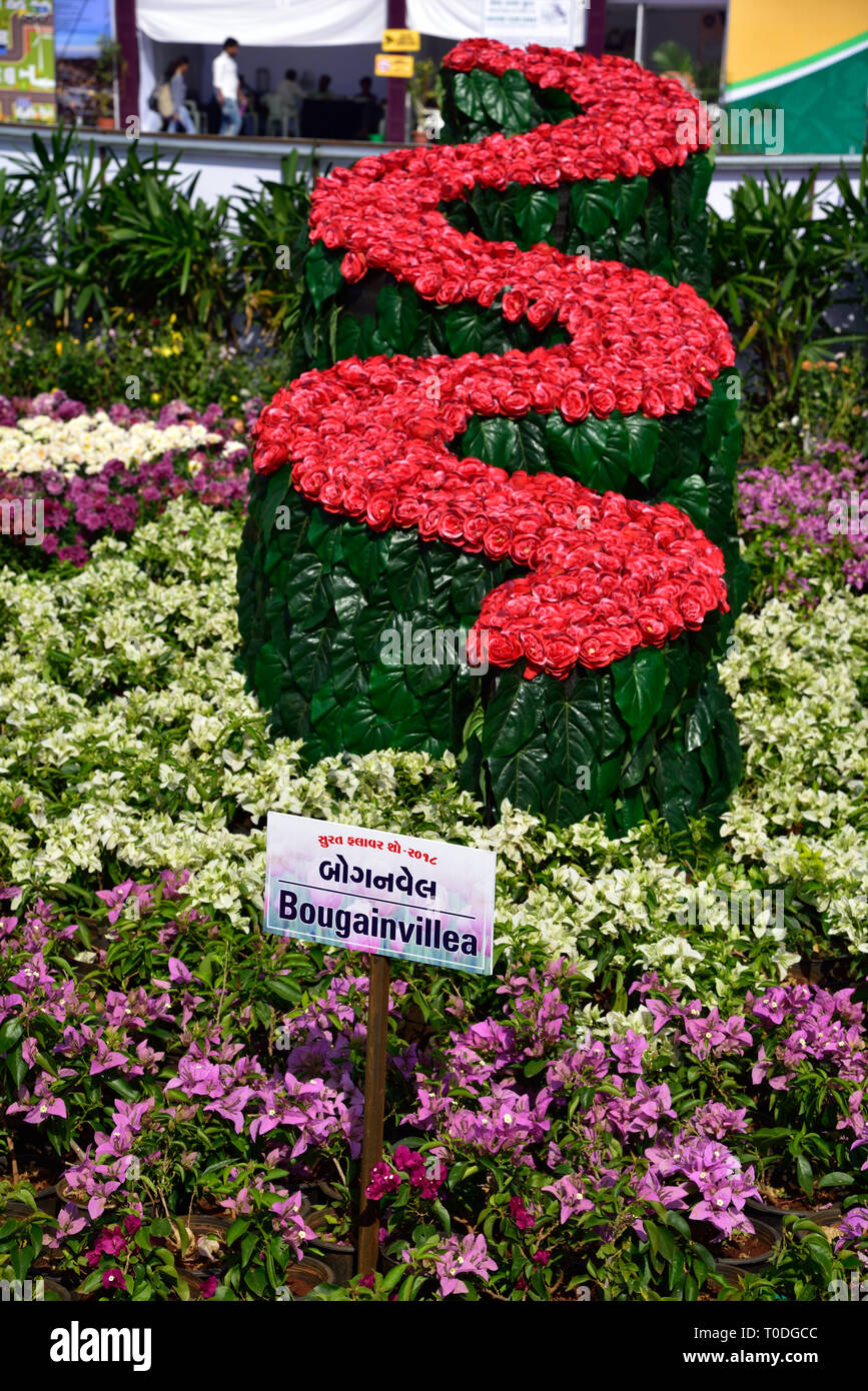 Schlange mit Bougainvillea Blumen, Blumengarten, Surat, Gujarat, Indien, Asien Stockfoto