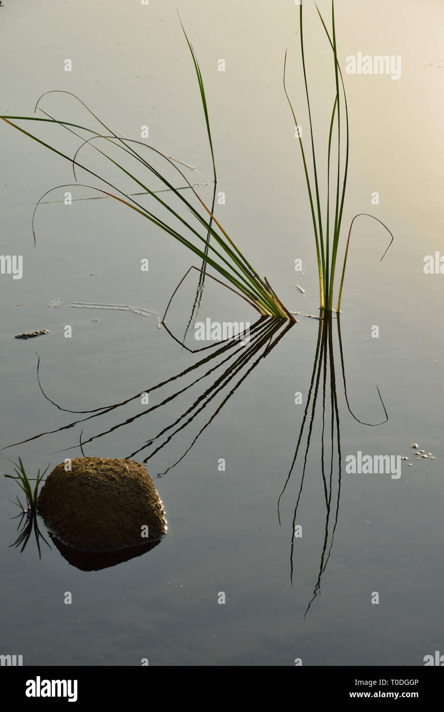 Gras Reflexion in noch Wasser, Fluss, Auranga Ghadoi, Gujarat, Indien, Asien, Stockfoto