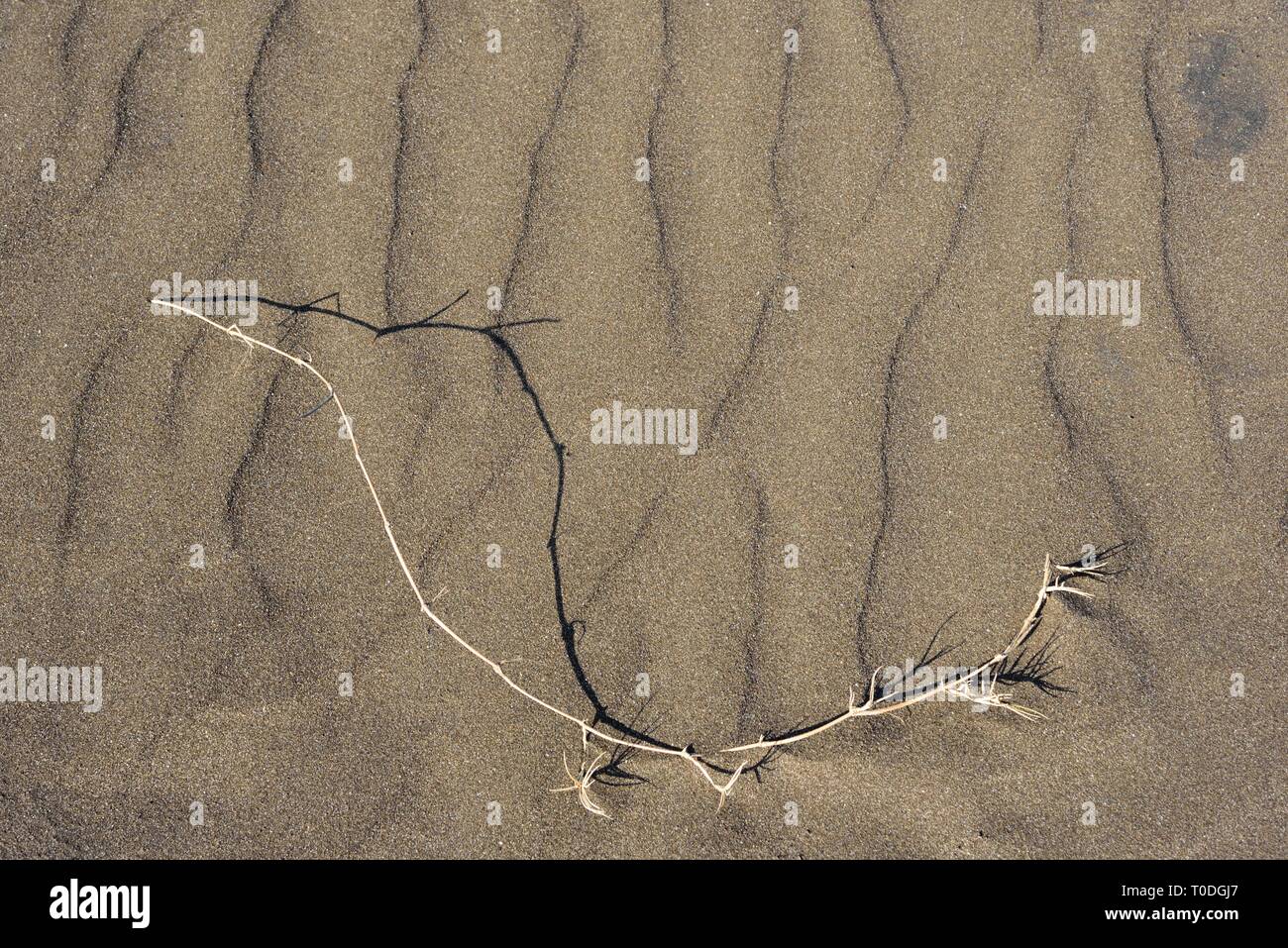 Trockene Zweige auf Sand, Strand, bhagal Valsad, Gujarat, Indien, Asien Stockfoto