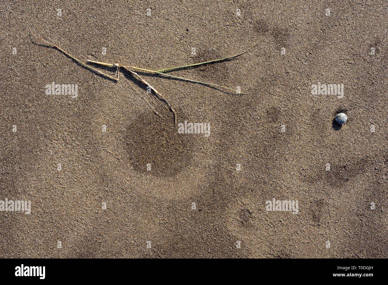 Trockenes Gras auf Sand, Strand, bhagal Valsad, Gujarat, Indien, Asien Stockfoto