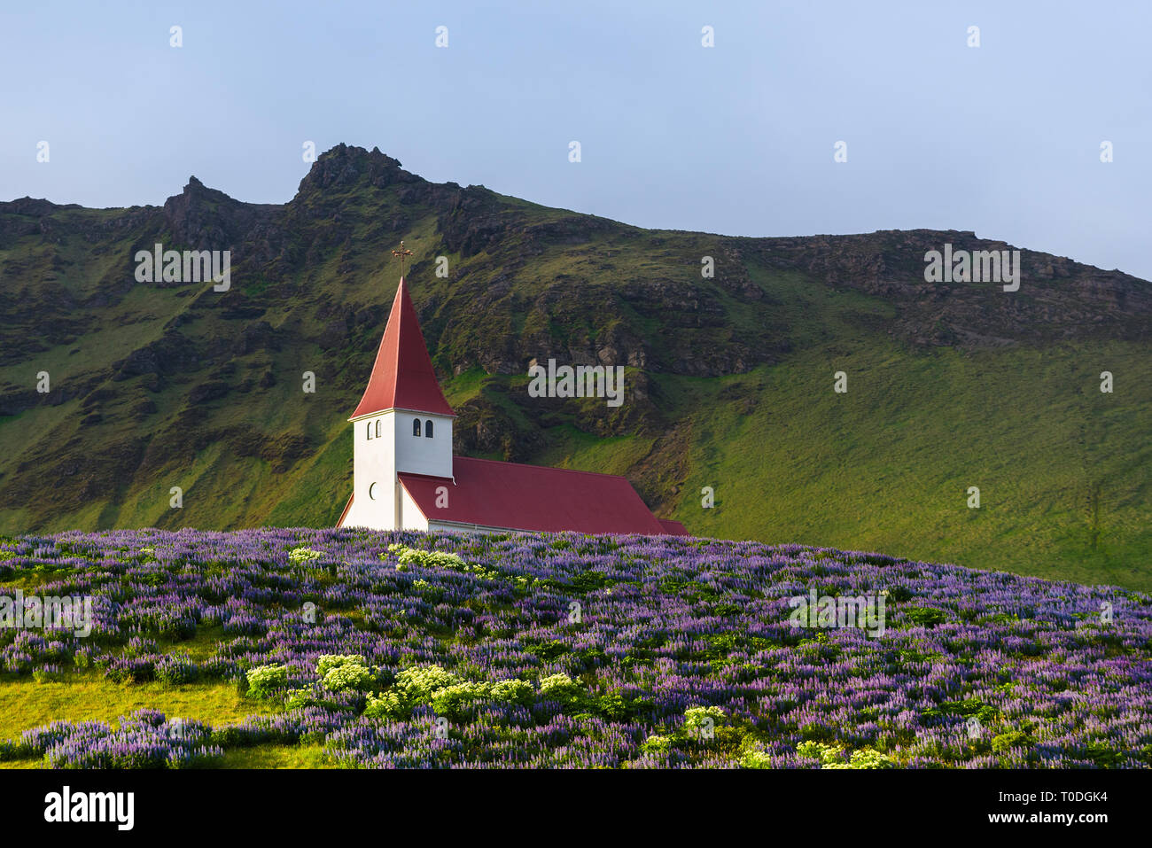 Kirche auf einem Hügel in der VIK-Stadt. Berühmte und beliebte Touristenattraktion von Island. Glade von Lupine Blumen. Welt der Schönheit Stockfoto