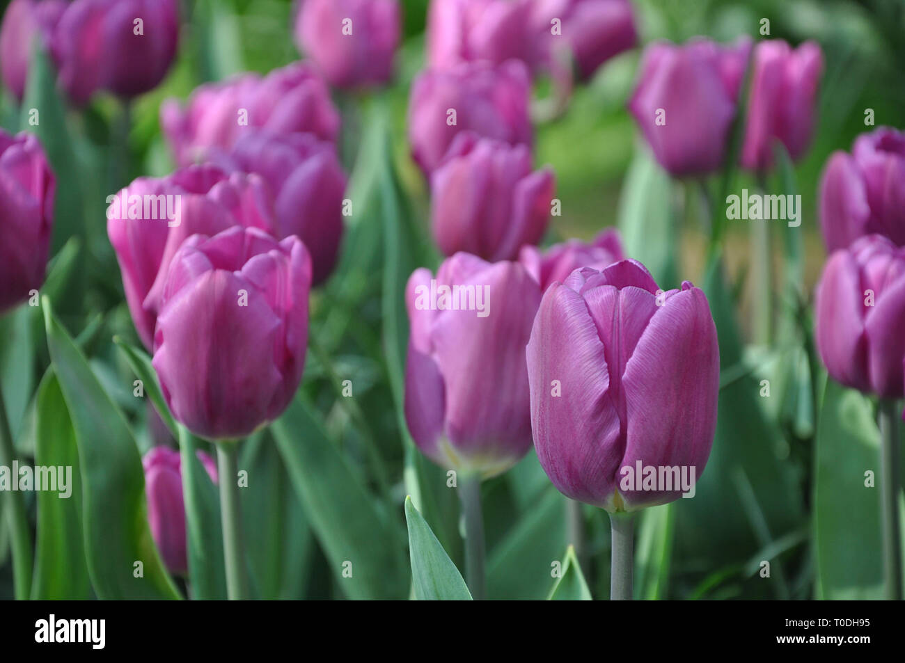 Lila blühende Tulpen im Frühling Garten, selektiver Fokus auf die unscharfen floral background Stockfoto