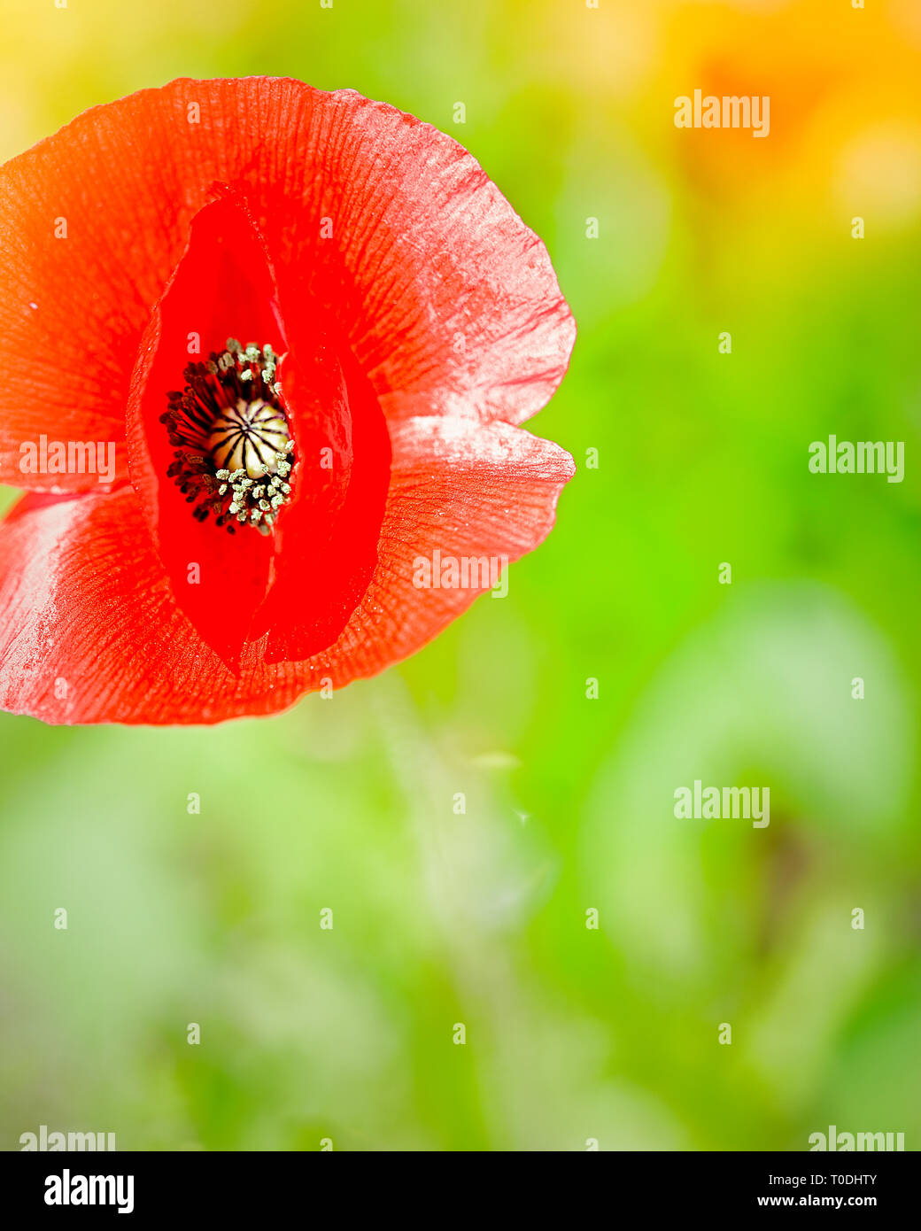 Wilder Frühling Poppy Flower mit Sun Flair in den Hintergrund. Stock Bild. Stockfoto
