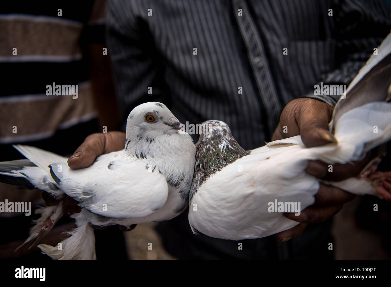 Man Kontrolle Taube vor dem Kauf, Pune, Maharashtra, Indien, Asien Stockfoto