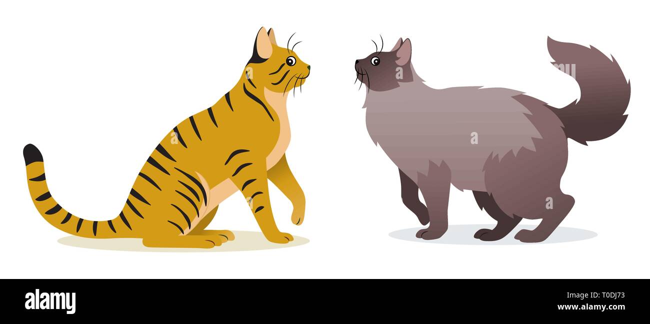Zwei Katzen Vektor - Glatte beschichtete Ingwer Katze mit langen Schwanz und langhaarigen Katze mit langen flauschigen Schwanz, niedliche graue Pet, Haustier, Vektor Stock Vektor