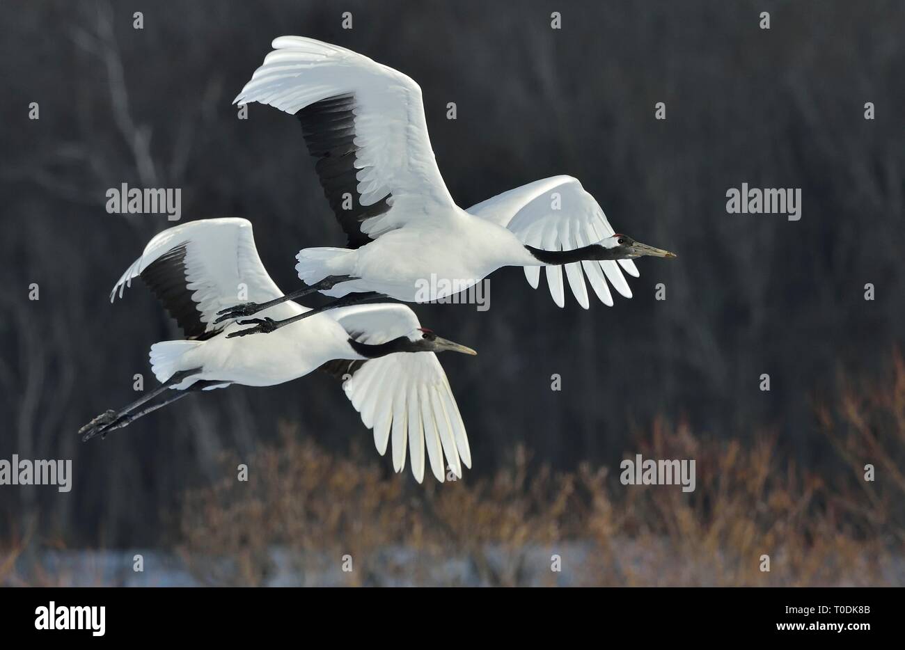 Die rot-gekrönte Krane im Flug. Der dunkle Hintergrund der Winter Forest. Wissenschaftlicher Name: Grus japonensis, auch die japanischen Kran oder Mandschurischen cra genannt Stockfoto