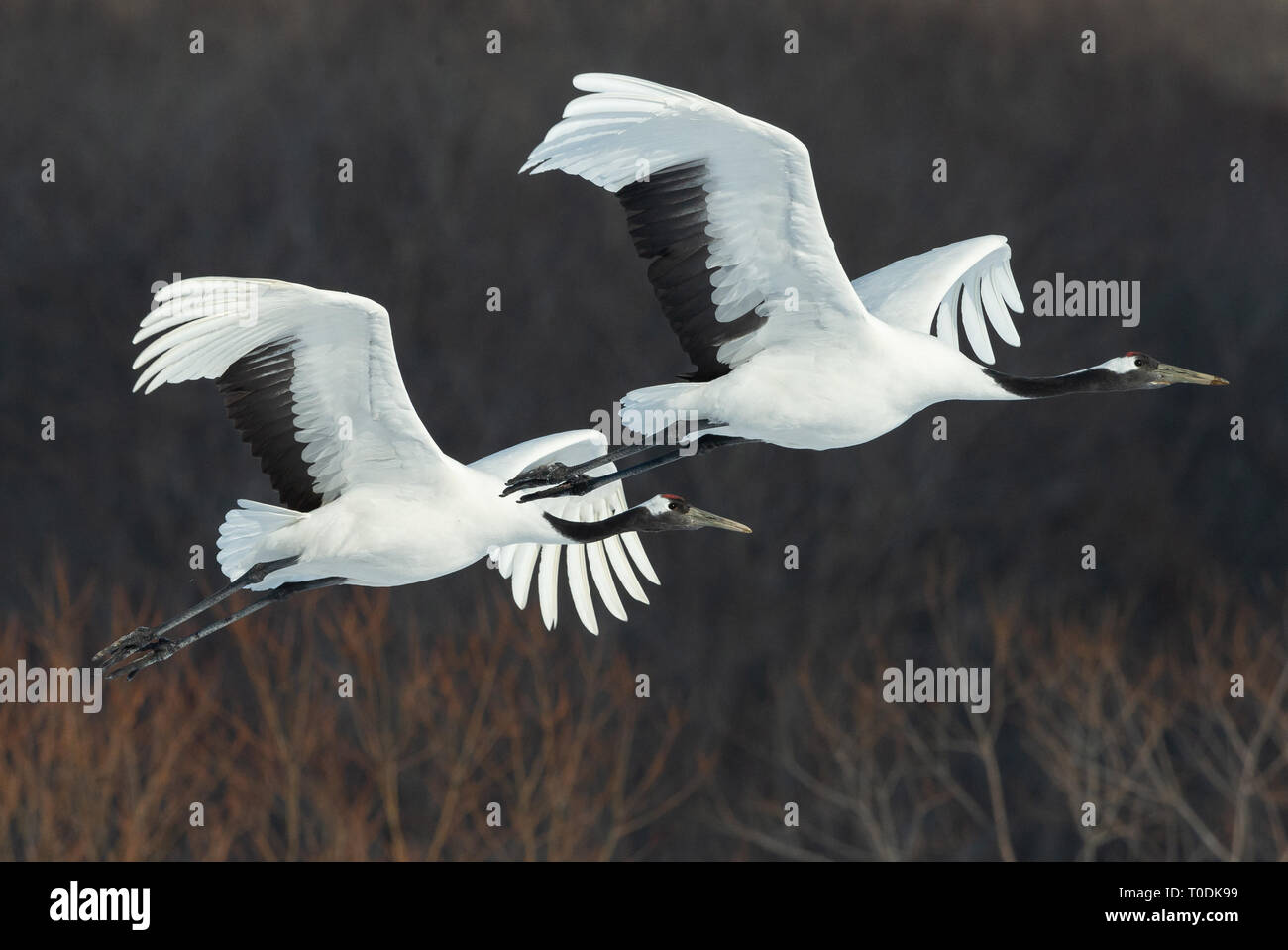 Die rot-gekrönte Krane im Flug. Der dunkle Hintergrund der Winter Forest. Wissenschaftlicher Name: Grus japonensis, auch die japanischen Kran oder Mandschurischen cra genannt Stockfoto