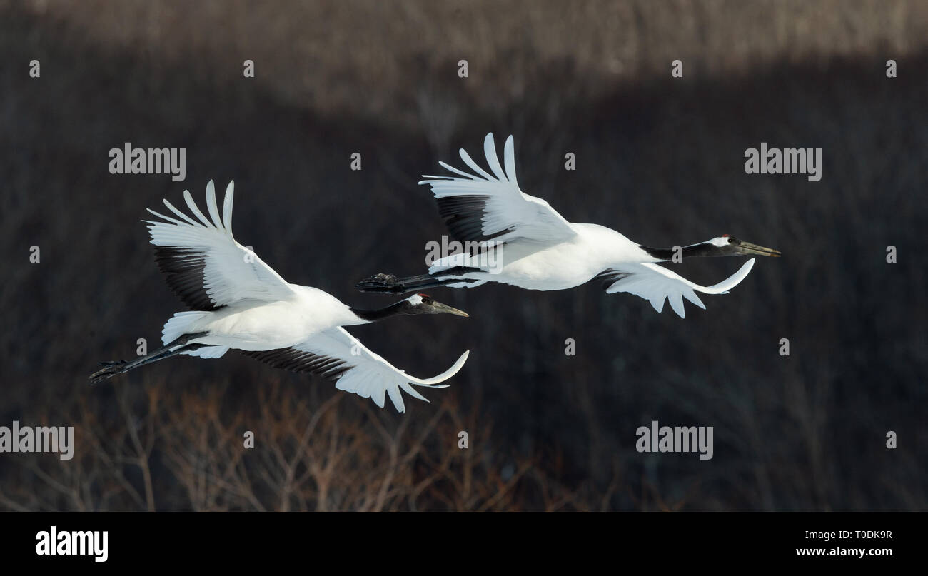 Die rot-gekrönte Krane im Flug. Der dunkle Hintergrund der Winter Forest. Wissenschaftlicher Name: Grus japonensis, auch die japanischen Kran oder Mandschurischen cra genannt Stockfoto