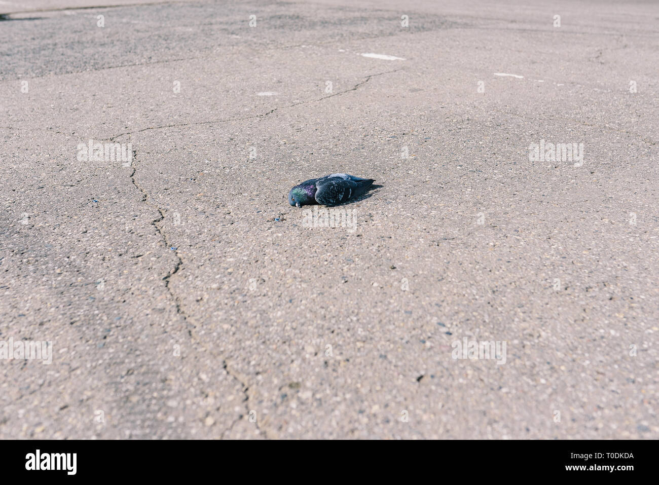 Tote Taube lag auf dem Bürgersteig. Vergiftete Vögel in der Stadt. Menschen hound Tauben Stockfoto