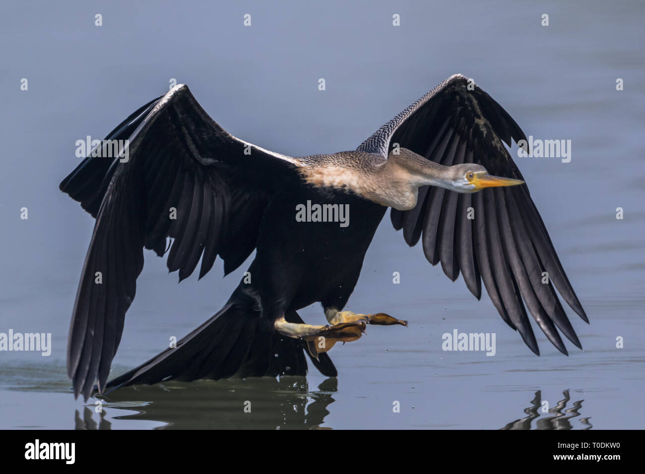 Das Oriental darter oder indische Schlangenhalsvogel (Anhinga melanogaster) Fangen und fressen die Fische im See bei Bharatpur Vogelschutzgebiet, Rajasthan, Indien Stockfoto