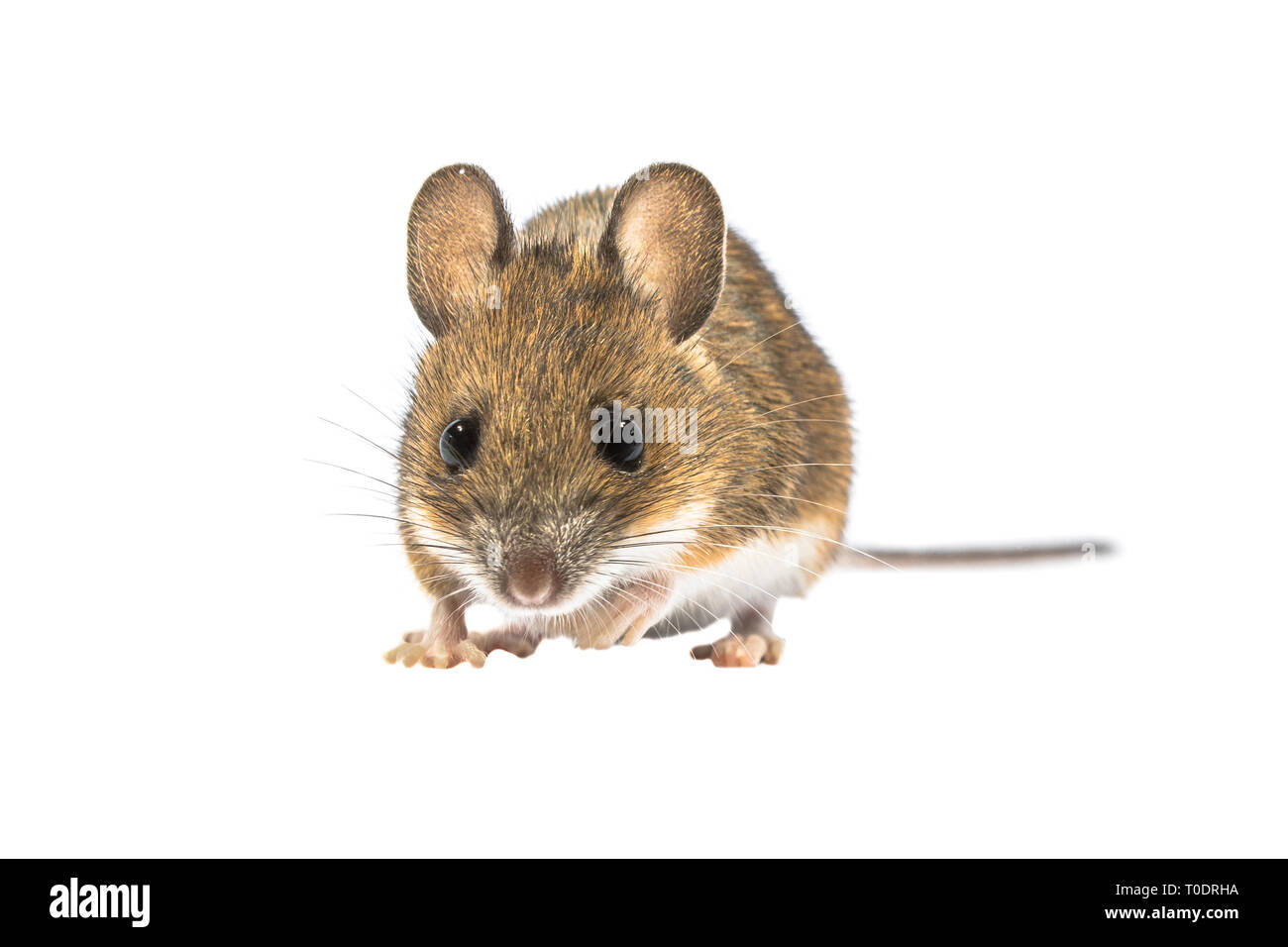 Suchen Holz Maus (APODEMUS SYLVATICUS) auf weißem Hintergrund. Dieses nette schauende Maus ist in den meisten Teilen Europas über gefunden und ist eine sehr häufige und Stockfoto