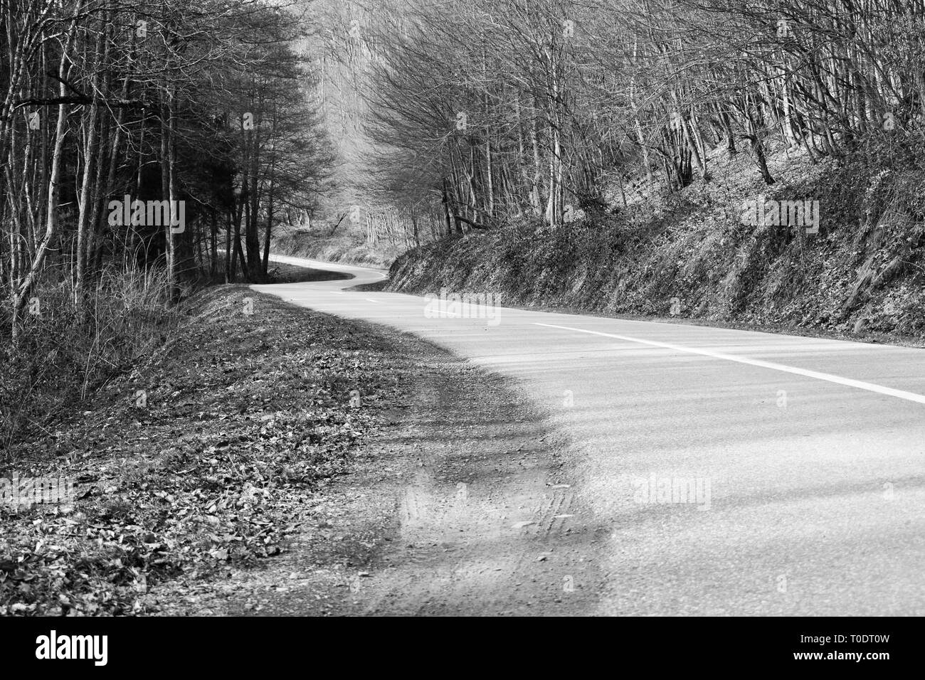 Straße durch Laubwald im Winter sonnige Tag in Kroatien. Schwarz und Weiß. Stockfoto