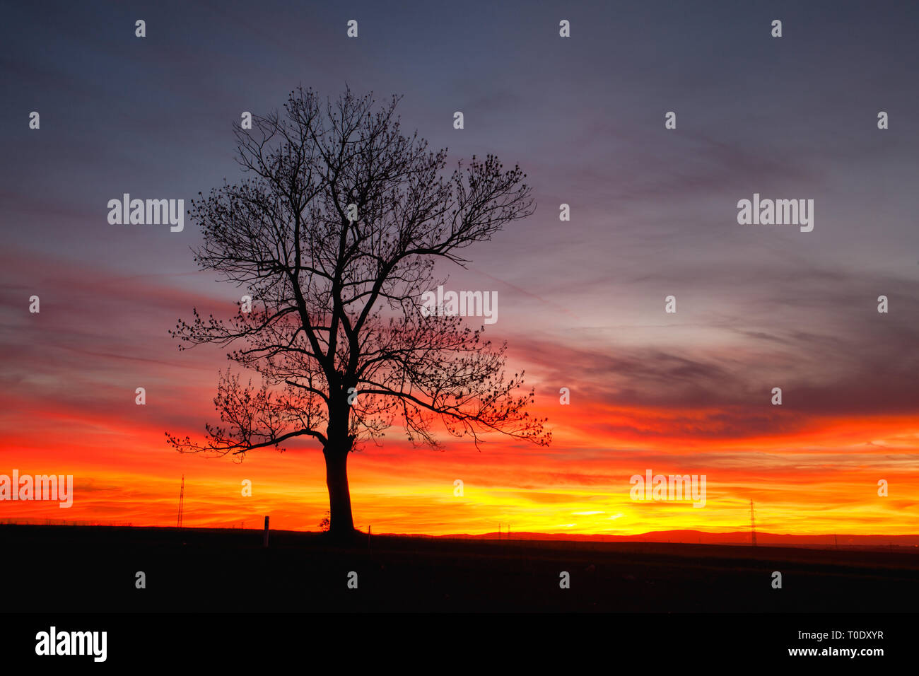 Silhouette Der einsame Baum in dramatischer Sonnenuntergang, Mittelböhmische Hochebene, Tschechische Republik Stockfoto