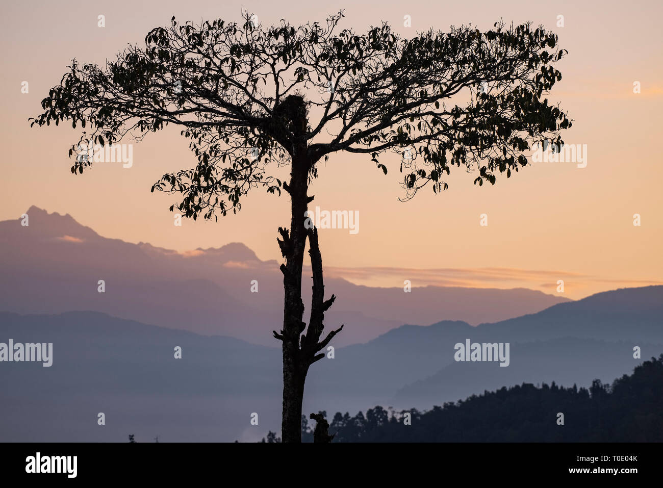 Landschaft, einsamen Baum, Hintergrund, Rollen, Hügel, Täler, Selarigaon, West Bengal, Indien. Stockfoto