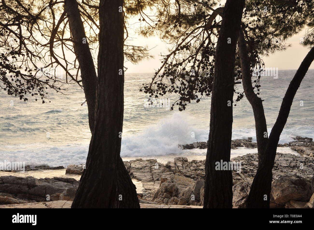 Große Wellen brechen auf Kroatien Küste und Strand mit Pine Tree Stockfoto