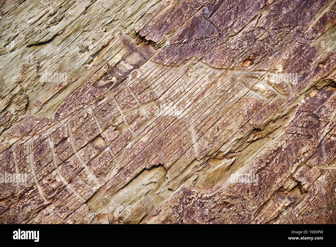 Alten Leute Petroglyphen von Elch auf den Felsen am Ufer des Flusses Tom in Westsibirien. Stockfoto