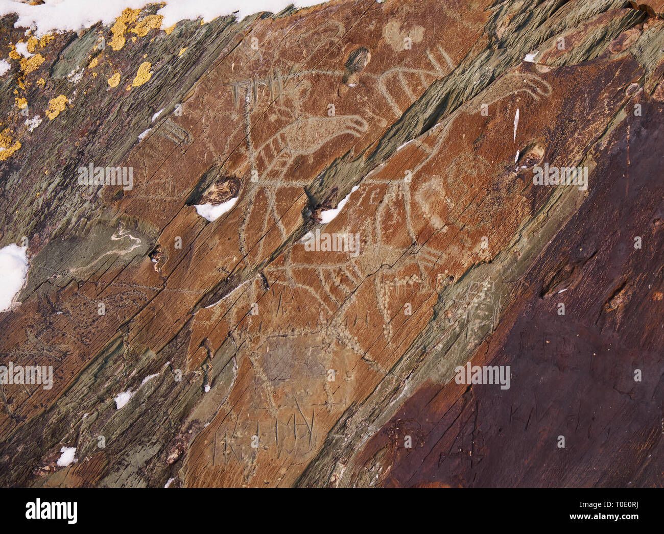 Alten Leute Felszeichnungen der Elche auf den Felsen am Ufer des Flusses Tom in Westsibirien. Stockfoto